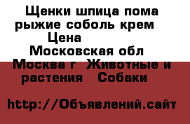 Щенки шпица пома рыжие соболь крем  › Цена ­ 30 000 - Московская обл., Москва г. Животные и растения » Собаки   